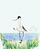 Avocet