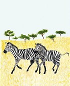 Zebra